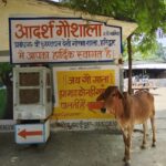 मध्य प्रदेश की सबसे बड़ी गौशाला आदर्श गौशाला लाल टिपारा। मैं गायों मैं फैल रही लुंपी वायरस का निरीक्षण एटीवी न्यूज़ द्वारा किया गया