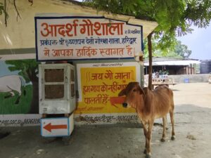 मध्य प्रदेश की सबसे बड़ी गौशाला आदर्श गौशाला लाल टिपारा। मैं गायों मैं फैल रही लुंपी वायरस का निरीक्षण एटीवी न्यूज़ द्वारा किया गया